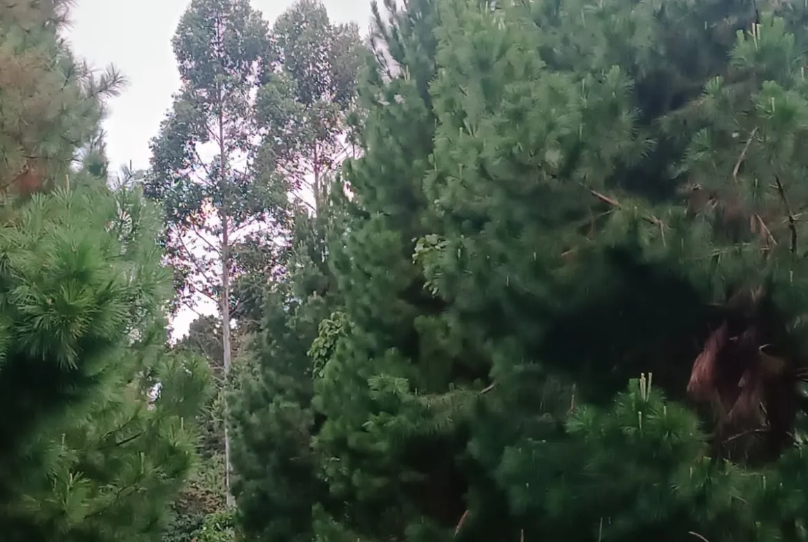 Se Vende Terreno de 315 m2 en el Paraíso Natural de Oxapampa rodeado de naturaleza - 10