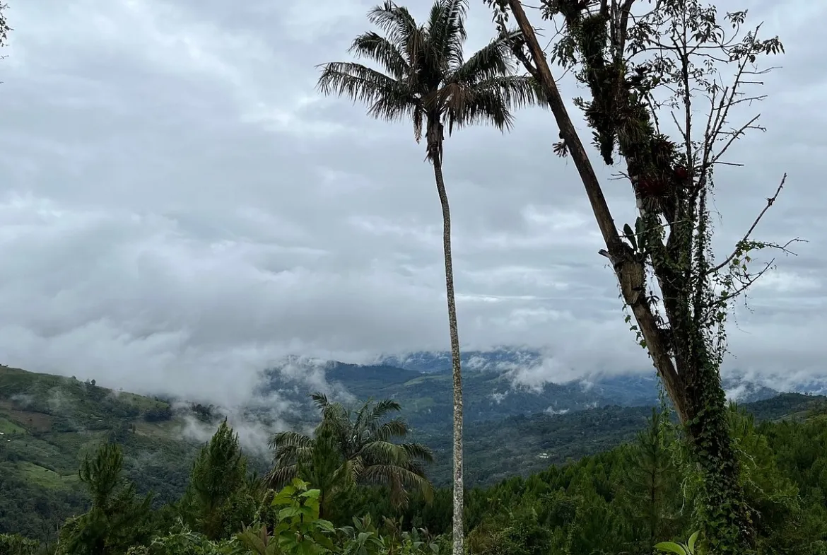Se Vende Terreno de 315 m2 en el Paraíso Natural de Oxapampa rodeado de naturaleza - 11