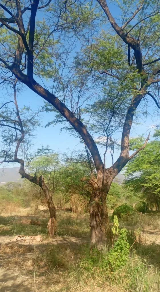 A precio de Ocasion terreno en Laynas La Matanza Piura - 5