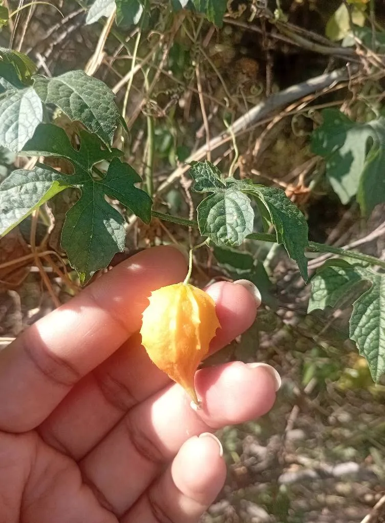 A precio de Ocasion terreno en Laynas La Matanza Piura - 2