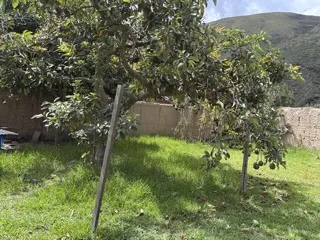 Se vende una casita de campo con huerta, como terreno en Andabamba- Huánuco - 19