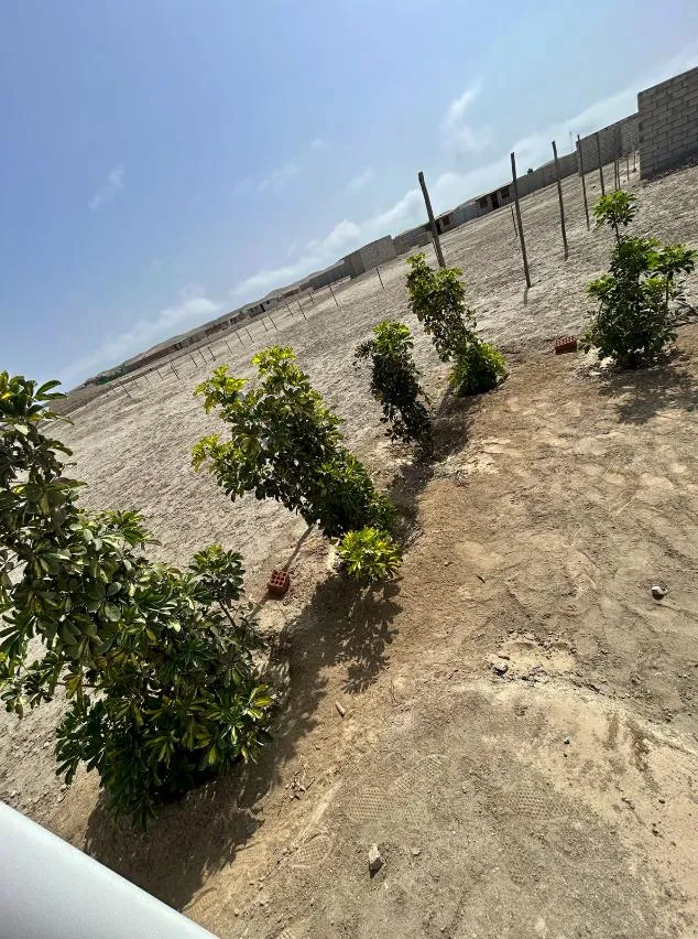Casa  Campo TERRENO ‼️ en Cañete Venta area 1003 m2 — foto 13
