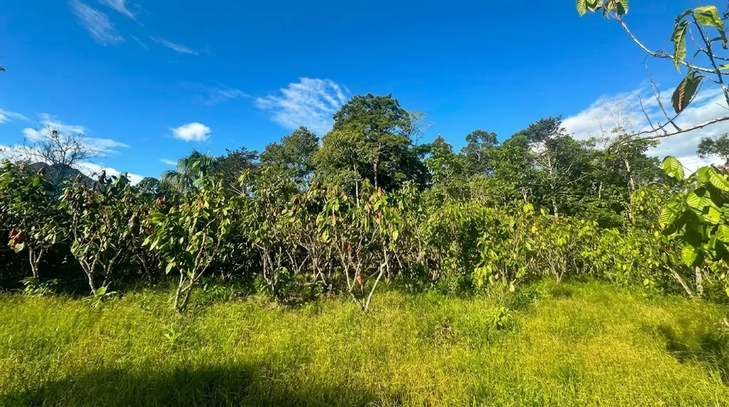 TERRENO DE 1.88 HA EN TINGO MARÍA | INTI TROPICAL | PROYECTO TURÍSTICO - 6
