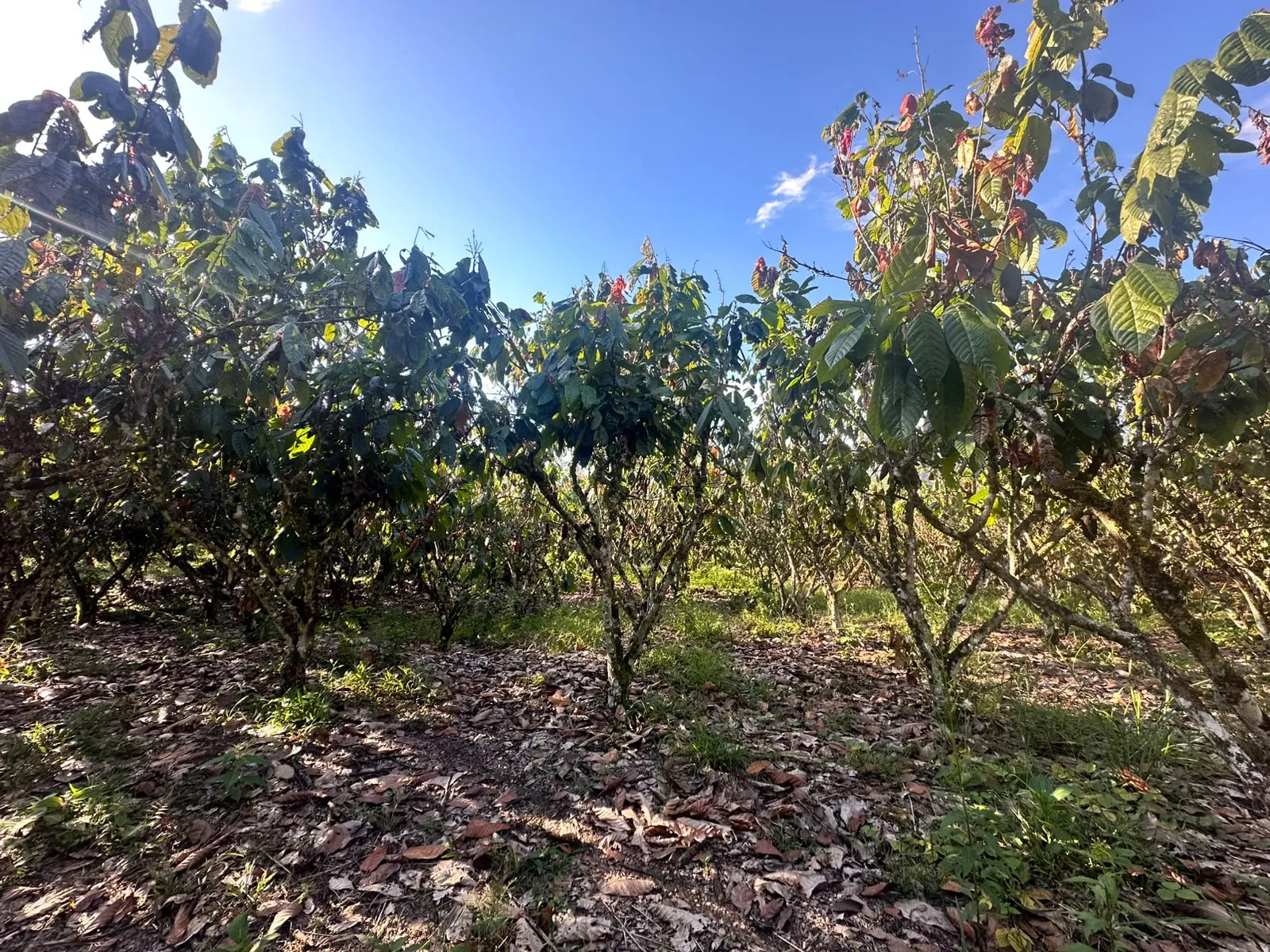 TERRENO DE 1.88 HA EN TINGO MARÍA | INTI TROPICAL | PROYECTO TURÍSTICO - 7