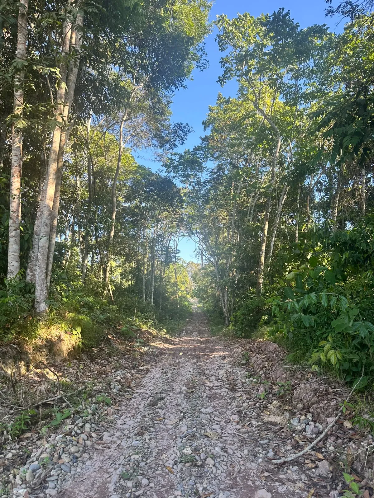 TERRENO DE 1.88 HA EN TINGO MARÍA | INTI TROPICAL | PROYECTO TURÍSTICO - 3