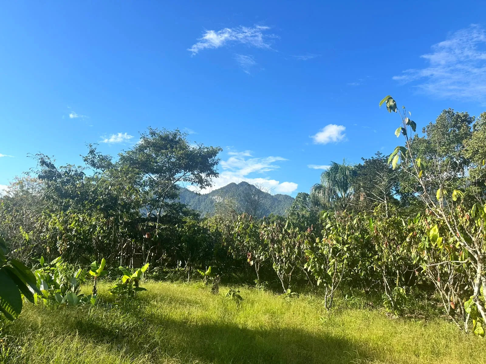 TERRENO DE 1.88 HA EN TINGO MARÍA | INTI TROPICAL | PROYECTO TURÍSTICO - 8