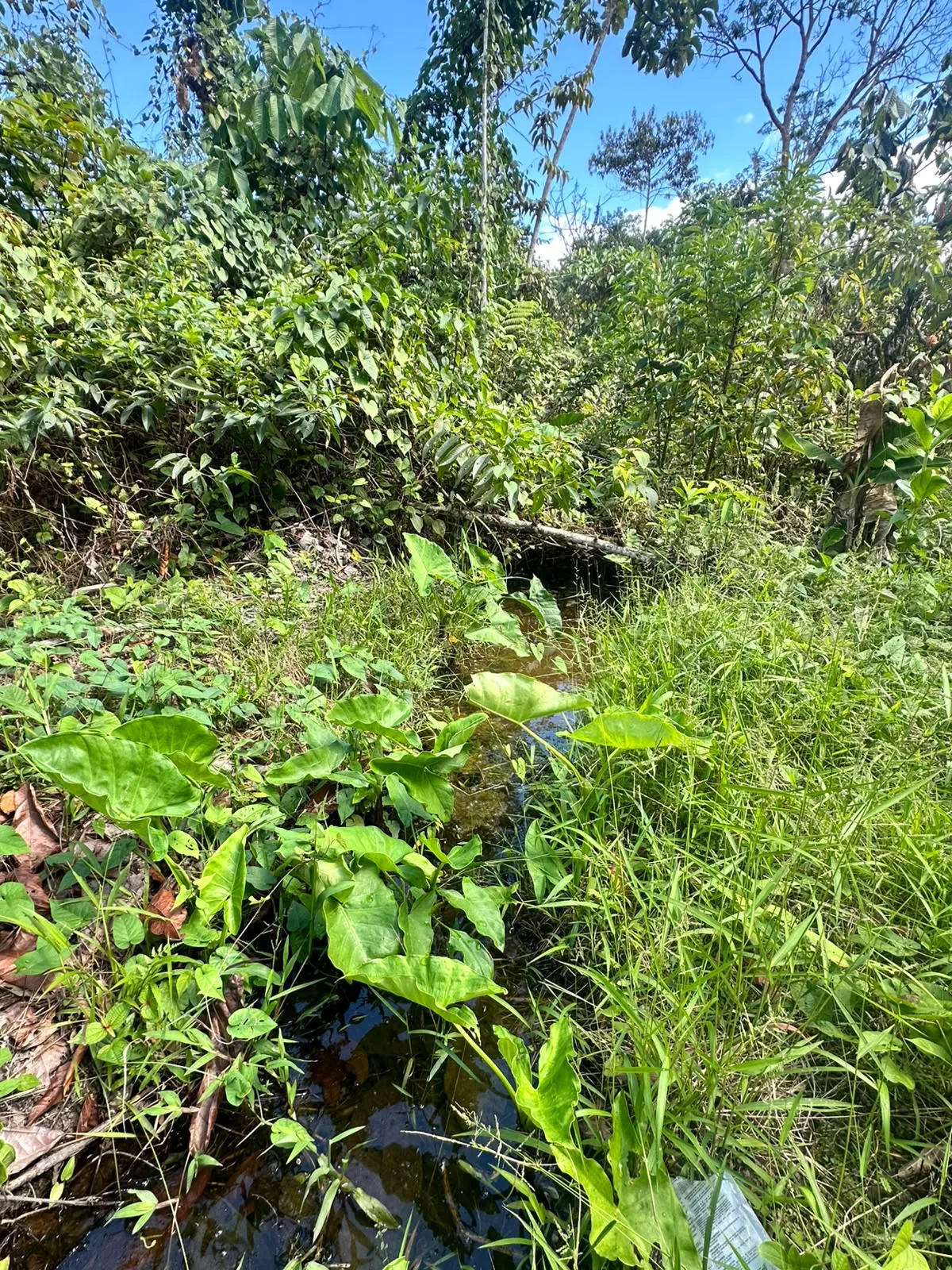TERRENO DE 1.88 HA EN TINGO MARÍA | INTI TROPICAL | PROYECTO TURÍSTICO - 4