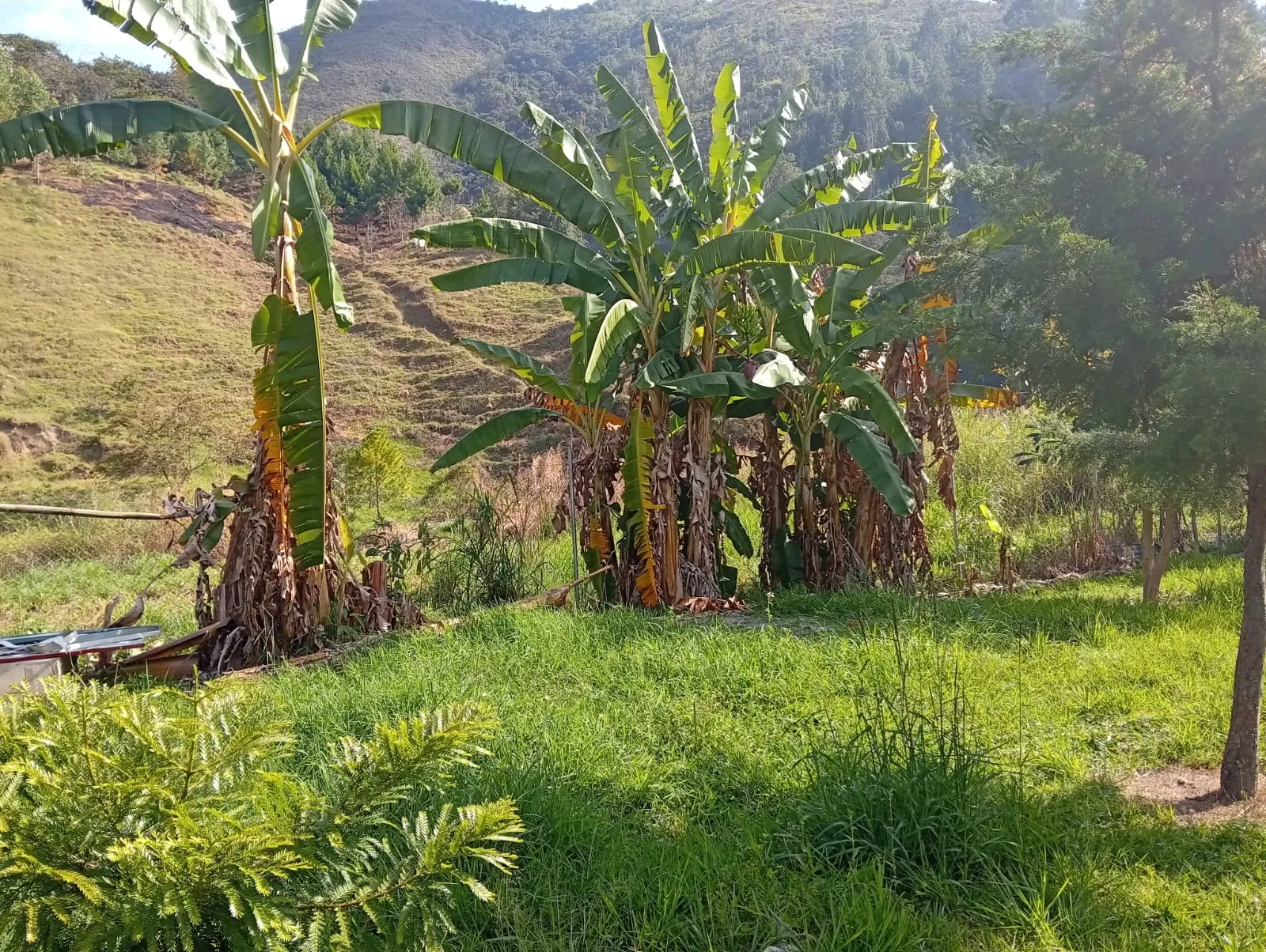 Se Vende Casa de Campo + Bungalow en Paraíso Natural de Oxapampa — foto 14
