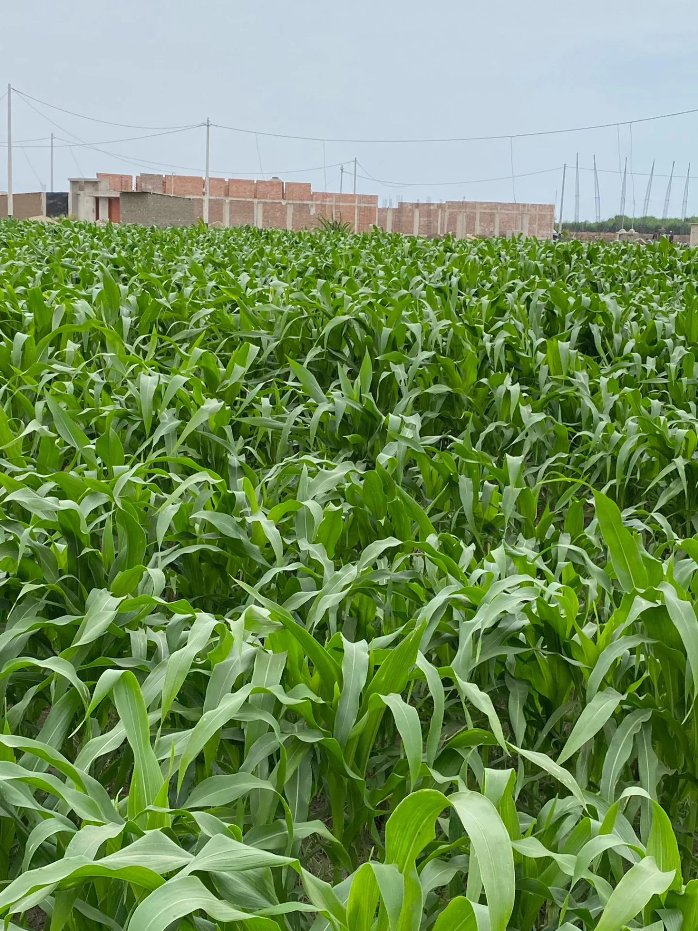 Terreno en Venta – Paiján | 1 Hectárea - 5